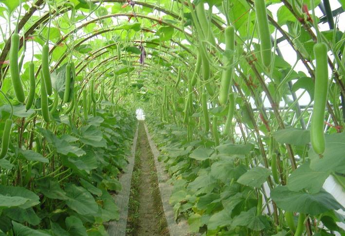 绿康达-蔬菜种植基地